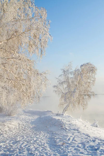 Schneebedeckte Bäume Ufer Des Angara — Stockfoto