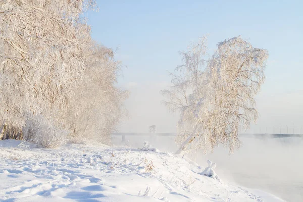 Alberi Innevati Sulle Rive Dell Angara — Foto Stock