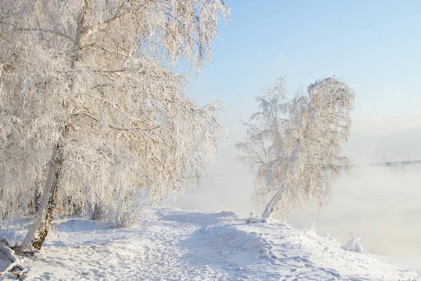 Árvores Cobertas Neve Nas Margens Angara — Fotografia de Stock