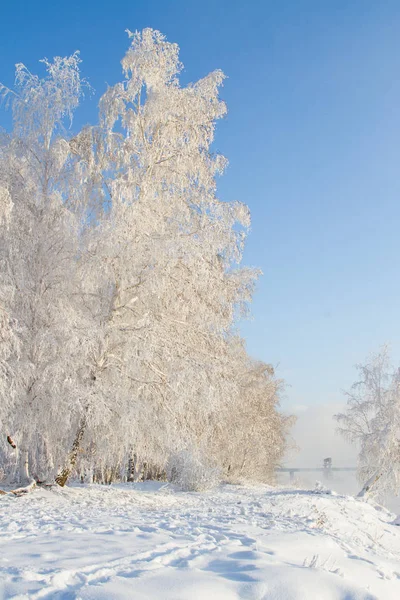 安加拉河畔被白雪覆盖的树木 — 图库照片