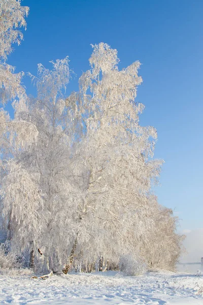 Árvores Cobertas Neve Nas Margens Angara — Fotografia de Stock