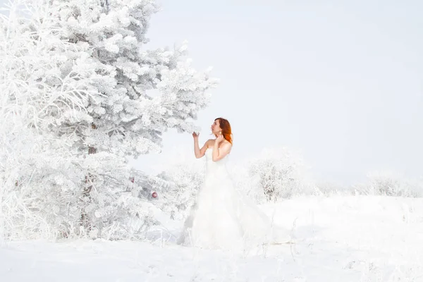 Noiva Está Perto Uma Árvore Natal Coberta Geada Retrato Inverno — Fotografia de Stock