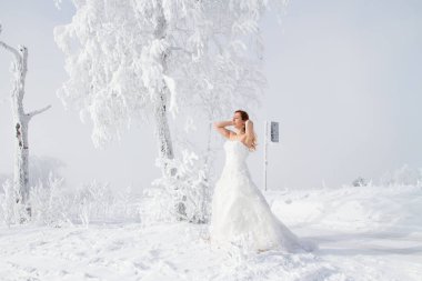 Gelin hoarfrost huş duruyor. Kış portresi
