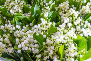 Vadinin zambak büyük bir buket