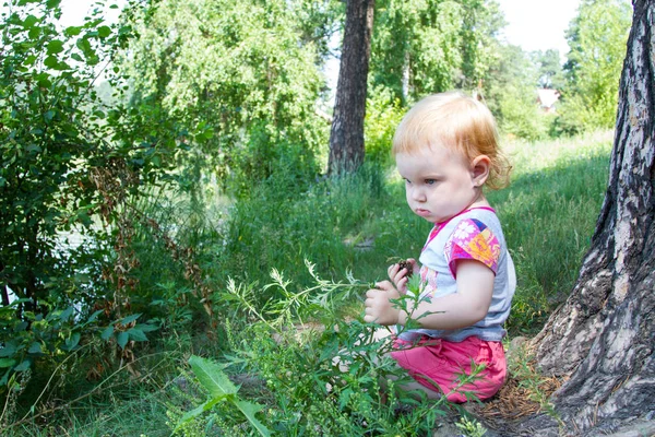 Маленька Дівчинка Збирає Конуси Лісі — стокове фото