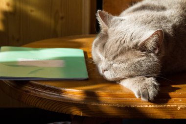 Kedi masanın üzerinde öğrenci defterinin yanında yatıyor.