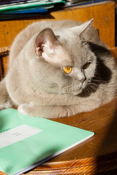 Cat Lies Table Next Students Notebook — Stock Photo, Image