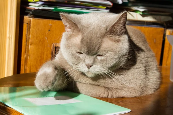 Cat Lies Table Next Students Notebook — Stock Photo, Image