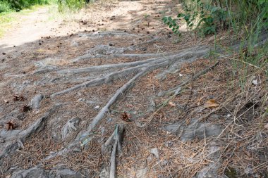 Ağacın kökleri orman yolunun yüzeyine kadar uzanıyor.