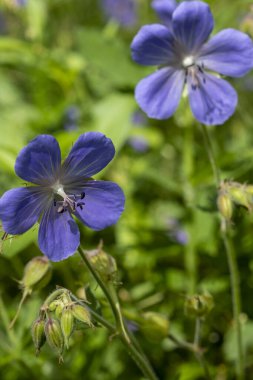 Parlak kır çiçekleri yakın plan. Sibirya bitkileri