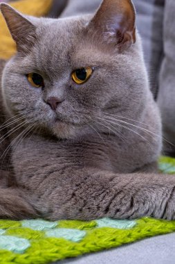 İngiliz kedisi, mavi renk. Yakın plan.