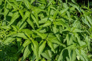 Yaygın ısırgan otu çalıları. Alan bitkileri arka planı