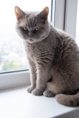 İngiliz cinsinin kedisi, odanın pencere eşiğinde oturur.