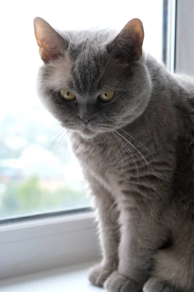 英国の品種の猫が部屋の窓の上に座っている — ストック写真