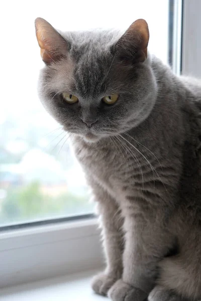 Gato Raça Britânica Senta Peitoril Janela Sala — Fotografia de Stock