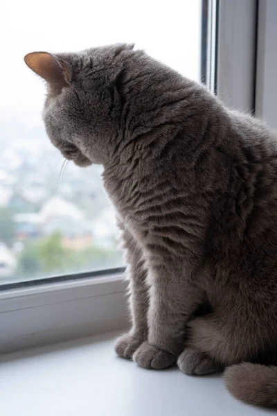 Gato Raça Britânica Senta Peitoril Janela Sala — Fotografia de Stock