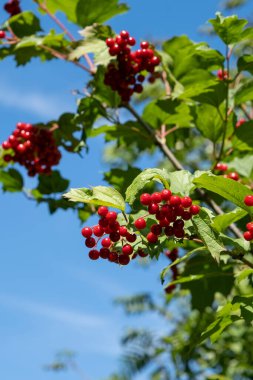 Bir ağaç dalında olgunlaşmış viburum demeti