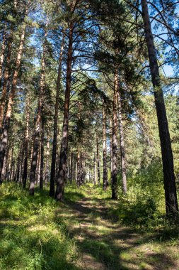 Angarsk Çamı 'nın yüksek ağaçlarıyla dolu bir orman.