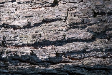 Yüz yıllık bir çam ağacının kabuğu. Doğal malzemelerin arka planı