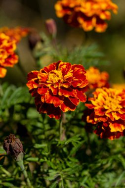 Sonbahar çiçek tarhında çiçek açan kadife çiçekleri