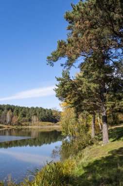 Orman gölü kıyıları boyunca sararmış ağaçlarla kaplı.