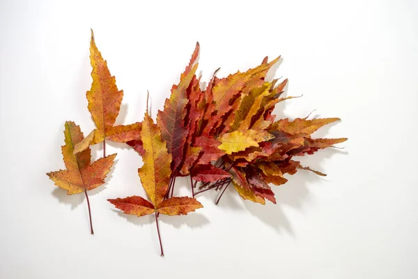 Hojas Amarillas Otoño Recogidas Pequeño Ramo Aislado Sobre Fondo Blanco —  Fotos de Stock