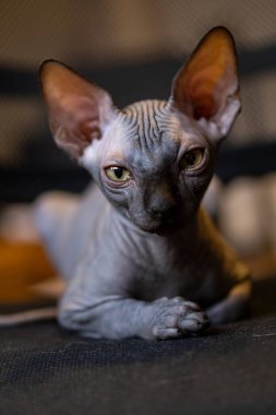 Sphynx cinsinden küçük bir kedi yavrusu. Hayvan portresi