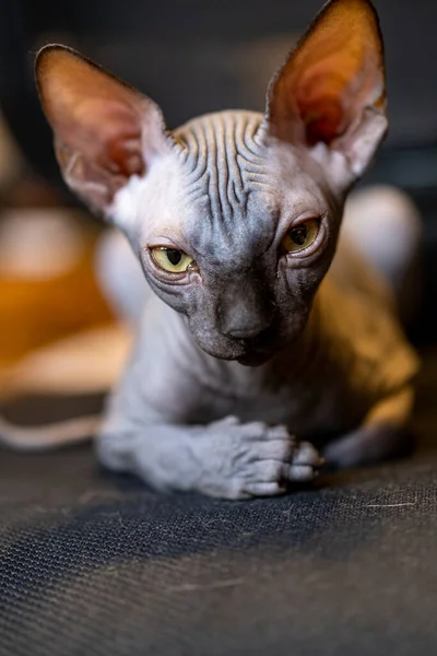 Sphynx品种的小猫咪 动物肖像 — 图库照片