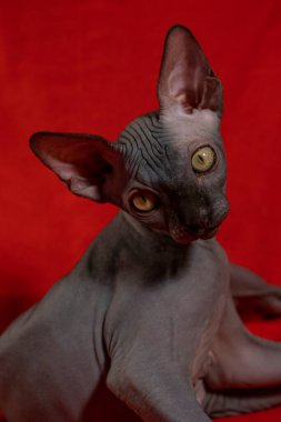 Sphynx cinsinden küçük bir kedi yavrusu. Hayvan portresi