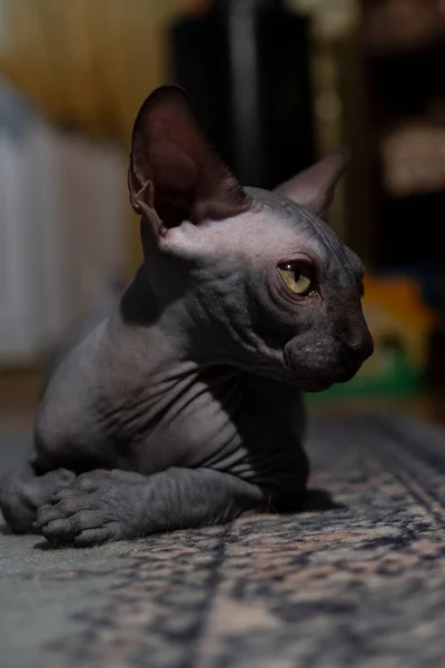 Pequeño Gatito Raza Esfinge Retrato Animal — Foto de Stock