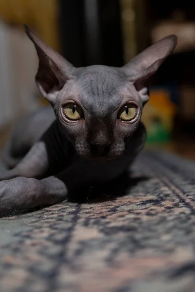 Pequeno Gatinho Raça Esfinge Retrato Animal — Fotografia de Stock