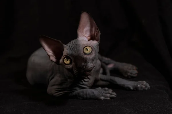 Mały Kotek Rasy Sphynx Portret Zwierzęcia — Zdjęcie stockowe