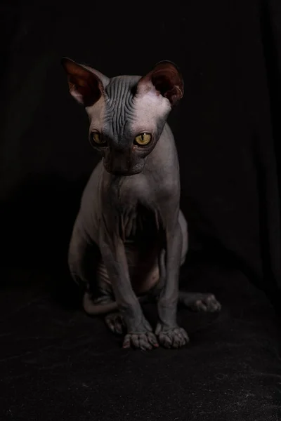 Sphynx Cinsinden Küçük Bir Kedi Yavrusu Hayvan Portresi — Stok fotoğraf