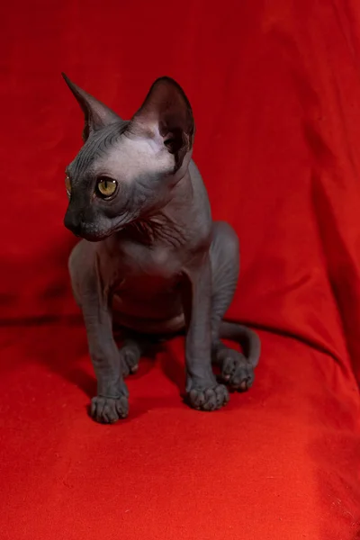 Sphynx品种的小猫咪 动物肖像 — 图库照片