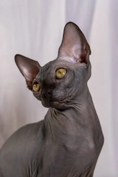 Kleine Kätzchen Der Rasse Sphynx Tierporträt — Stockfoto