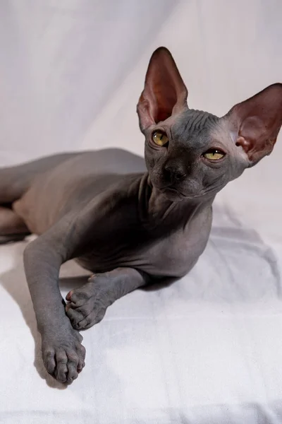 Sphynx品种的小猫咪 动物肖像 — 图库照片