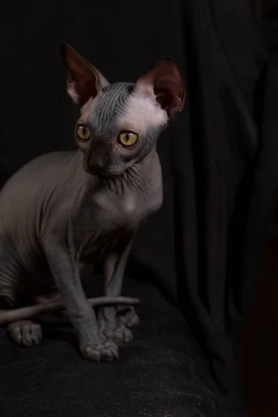 Sphynx Cinsinden Küçük Bir Kedi Yavrusu Hayvan Portresi — Stok fotoğraf