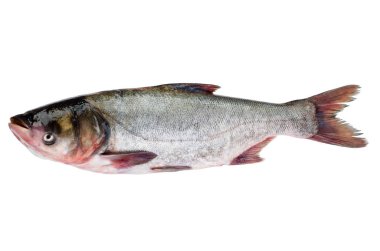 Taze gümüş sazan balığı beyaz arka planda izole edilmiş.