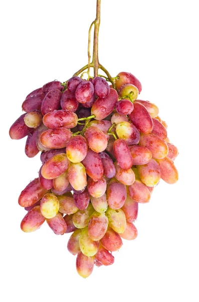 Pink Grape Isolated White Background — Stock Photo, Image