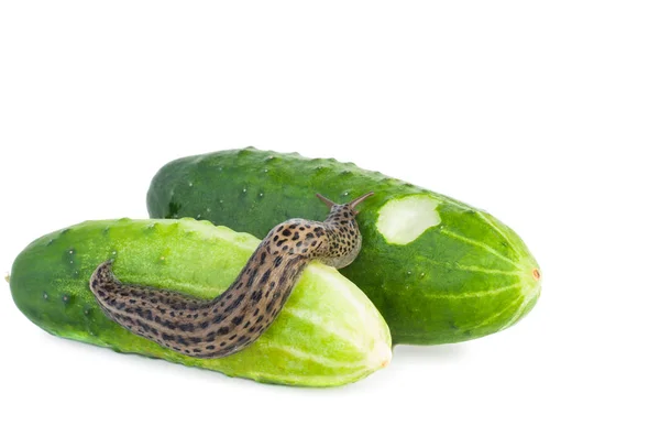 Slug Crawl Cucumber Isolated White Background — Stock Photo, Image