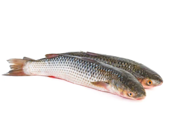 Deux Poissons Mulets Frais Lèvres Rouges Isolés Sur Fond Blanc — Photo