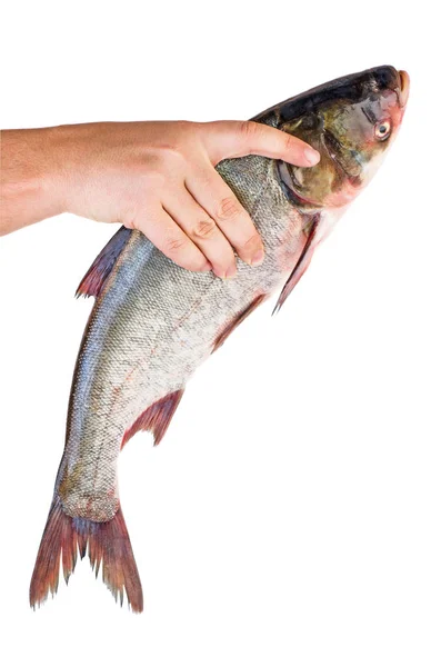 Κρεμάστε Πάρτε Φρέσκο Ψάρι Κυπρίνου Ασήμι Απομονώνονται Λευκό Φόντο — Φωτογραφία Αρχείου