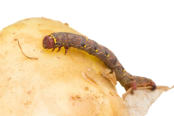 Geometrid Caterpillar Eat Potato Isolated White Background — Stock Photo, Image