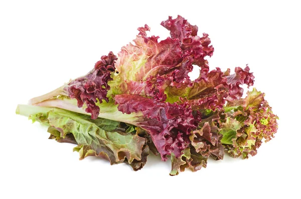 Red Leaf Lolo Rosso Lettuce Isolated White Background — Stock Photo, Image