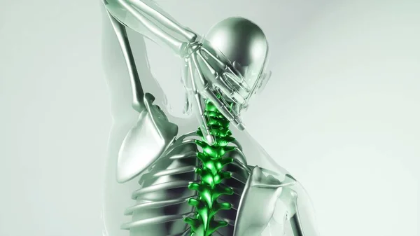 medical science of human spine skeleton bones model with organs