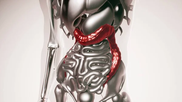 medical science of human colon model with all organs and bones