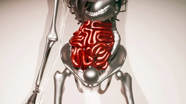 medical science of human intestine model with all organs and bones