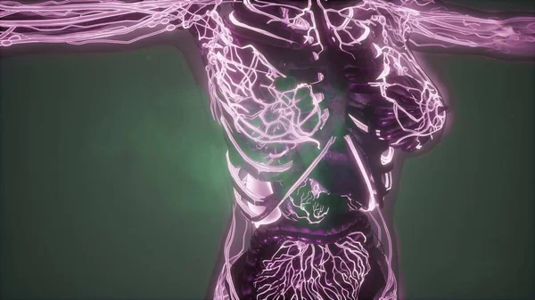 science anatomy of human body in x-ray with glow blood vessels