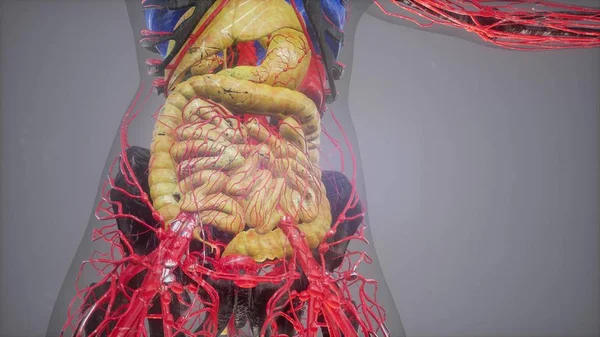 human anatomy illustration with all organs