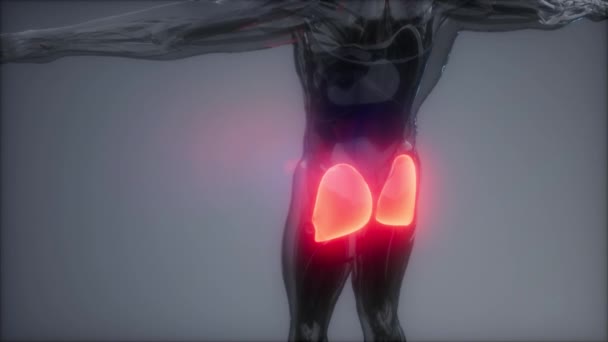 Musculos piernas y gluteos anatomia